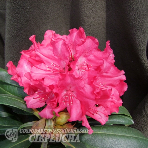 Astrid - Różanecznik jakuszimański - Astrid - Rhododendron yakushimanum