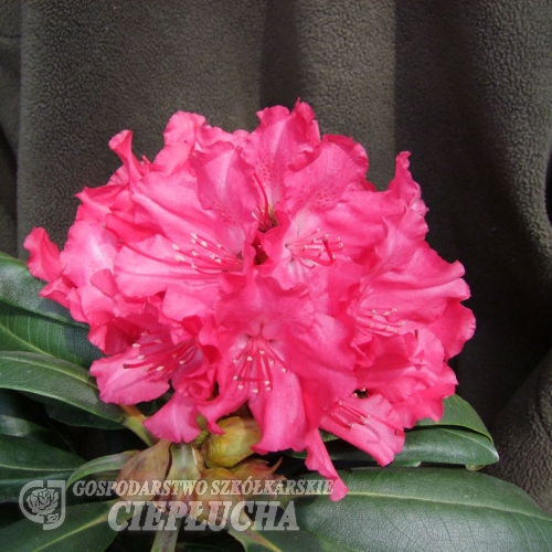 Astrid - Rhododendron yakushimanum - Astrid - Rhododendron yakushimanum