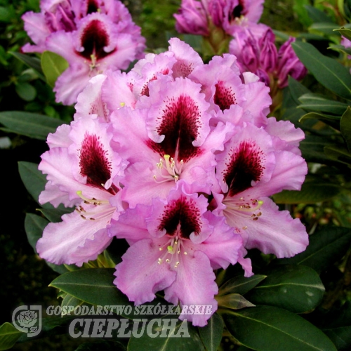 Kabarett - różanecznik wielkokwiatowy - Kabarett - Rhododendron hybridum