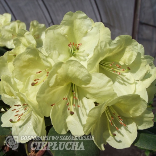 Goldinetta - różanecznik wielkokwiatowy - Goldinetta - Rhododendron hybridum
