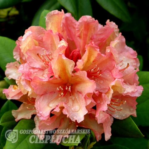 Brasilia - wardii-hybr. - różanecznik wielkokwiatowy - Brasilia - wardii-hybr. - Rhododendron hybridum