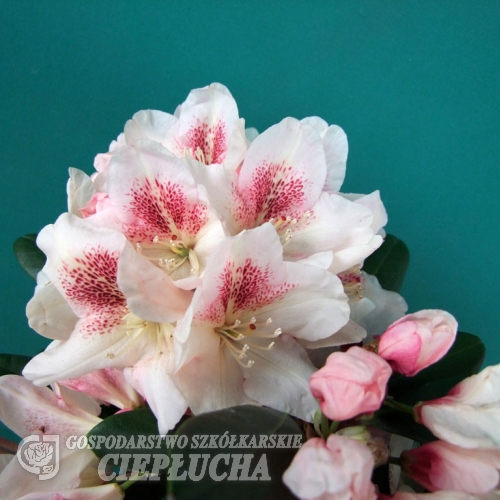 Mikado - Рододендрон гибридный - Mikado - Rhododendron hybridum