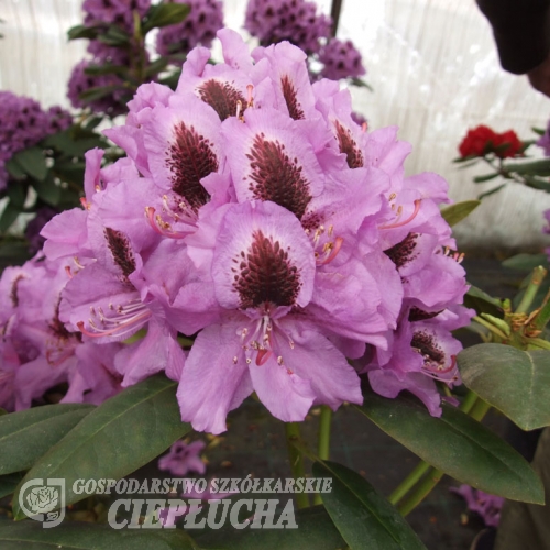 Peter Alan - Rhododendron Hybride - Peter Alan - Rhododendron hybridum