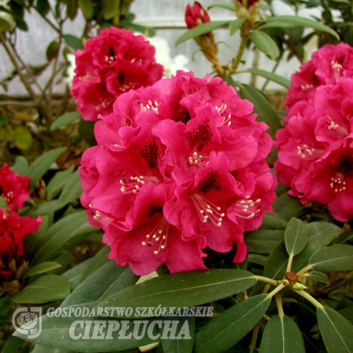 Mieszko I - Rhododendron Hybride - Mieszko I - Rhododendron hybridum