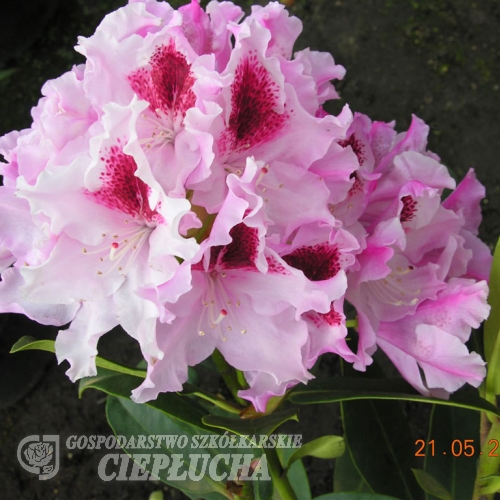 Królowa Jadwiga ROYAL BUTTERFLY PBR - Рододендрон гибридный - Królowa Jadwiga ROYAL BUTTERFLY PBR - Rhododendron hybridum