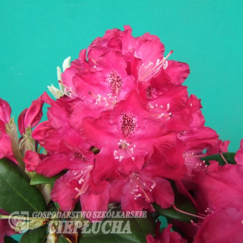 Zygmunt III Waza ROYAL CRIMSON PBR - Rhododendron hybrid - Zygmunt III Waza ROYAL CRIMSON PBR - Rhododendron hybridum