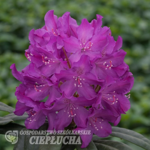 Bolesław Chrobry ROYAL LILAC PBR - różanecznik wielkokwiatowy - Bolesław Chrobry ROYAL LILAC PBR - Rhododendron hybridum