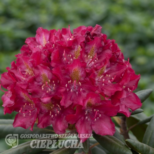 Kazimierz Wielki ROYAL SCARLET - Rhododendron Hybride - Kazimierz Wielki ROYAL SCARLET - Rhododendron hybridum