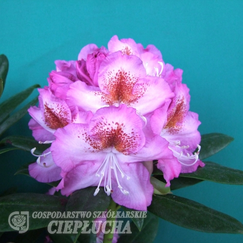 Kazimierz Odnowiciel ROYAL VIOLET PBR - Рододендрон гибридный - Kazimierz Odnowiciel ROYAL VIOLET PBR - Rhododendron hybridum