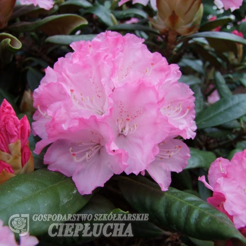 Władysław Łokietek ROYAL ROSY PBR - różanecznik jakuszimański - Rhododendron yakushimanum 'Władysław Łokietek Roual Rosy' PBR ROYAL ROSY