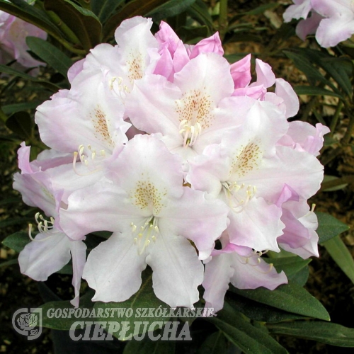 Hoppy - Rhododendron yakushimanum - Hoppy - Rhododendron yakushimanum