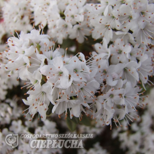 Billy Novinka - Różanecznik miniaturowy - Billy Novinka - Rhododendron impeditum