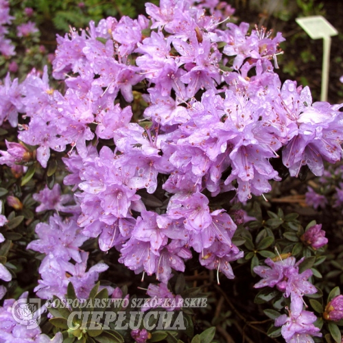 Buchlovice lapponicum - Różanecznik miniaturowy - Buchlovice lapponicum - Rhododendron