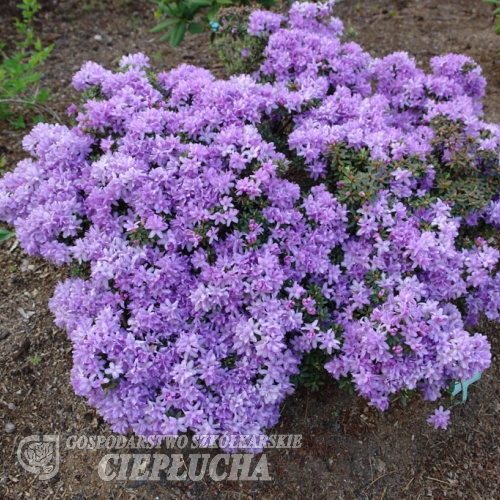 Krumlov lapponicum - Rhododendron ; Rhododendron Dwarf Hybrids - Krumlov lapponicum - Rhododendron