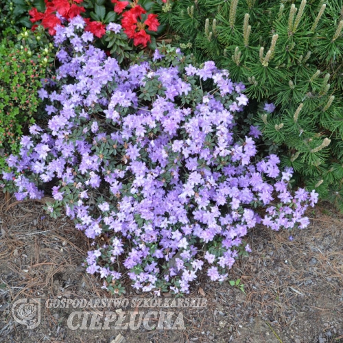 Coralium - Rhododendron ; Rhododendron Dwarf Hybrids - Coralium - Rhododendron impeditum