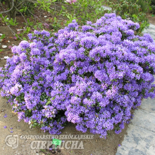 Gristede - Rhododendron impeditum  ; Rhododendron Dwarf Hybrids - Gristede - Rhododendron impeditum