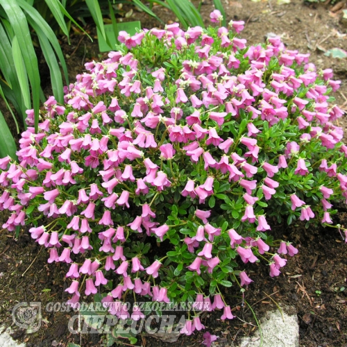 Różanecznik campylogynum subsp. myrtilloides - Rhododendron campylogynum subsp. myrtilloides