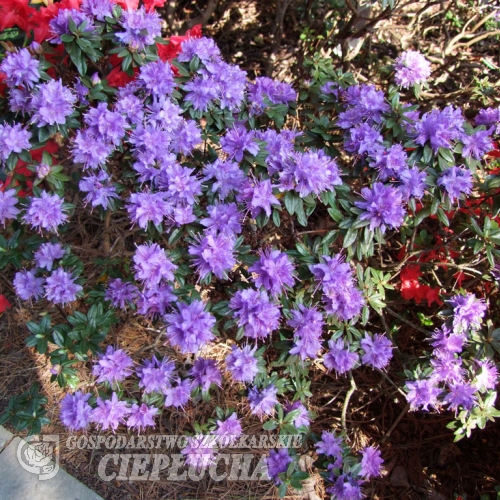 Azurika lapponicum - Różanecznik miniaturowy - Azurika lapponicum - Rhododendron