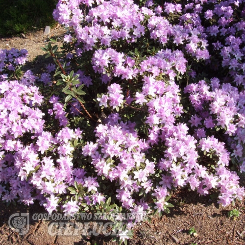 Blue Silver - Różanecznik miniaturowy - Blue Silver - Rhododendron impeditum