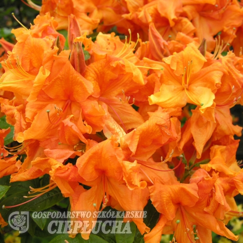 Tan Glow - Азалия крупноцветковая - Tan Glow - Rhododendron  (Azalea)