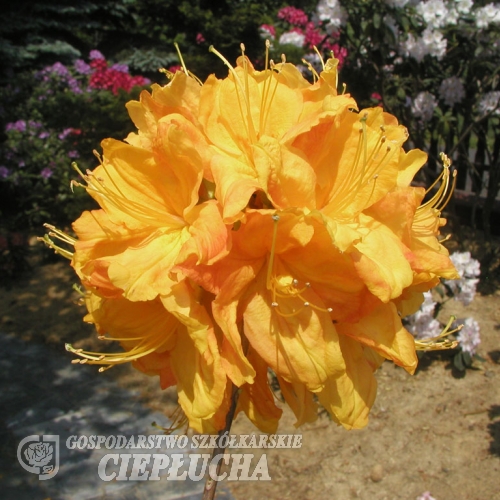 Klondyke - Azalia wielkokwiatowa - Klondyke - Rhododendron (Azalea)