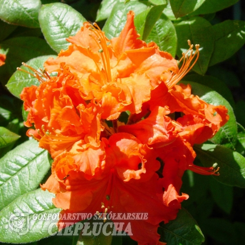 Gibraltar - Azalia wielkokwiatowa - Gibraltar - Rhododendron (Azalea)