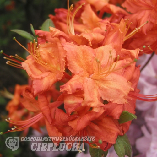 Fireball - Азалия крупноцветковая - Fireball - Rhododendron  (Azalea)
