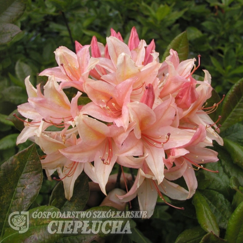 Chanel - Azalia wielkokwiatowa - Chanel - Rhododendron (Azalea)