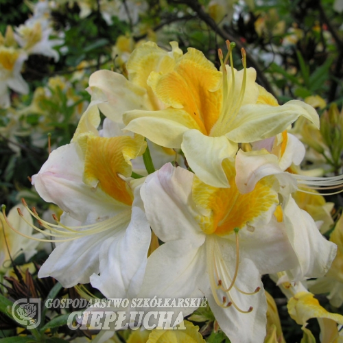 Toucan - Азалия крупноцветковая - Toucan - Rhododendron  (Azalea)