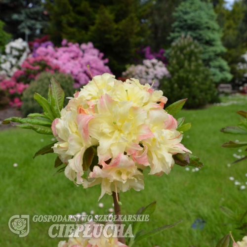 Cannon's Double - Azalea - Cannon's Double - Rhododendron (Azalea)