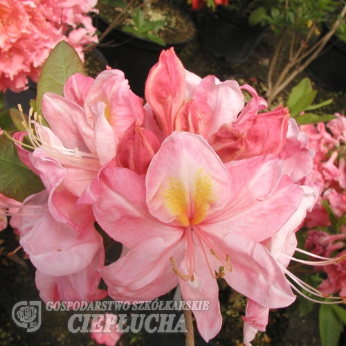 Cecile - Azalia wielkokwiatowa - Cecile - Rhododendron (Azalea)