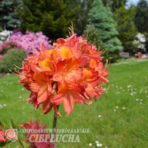 Tunis - Azalia wielkokwiatowa - Tunis - Rhododendron (Azalea)