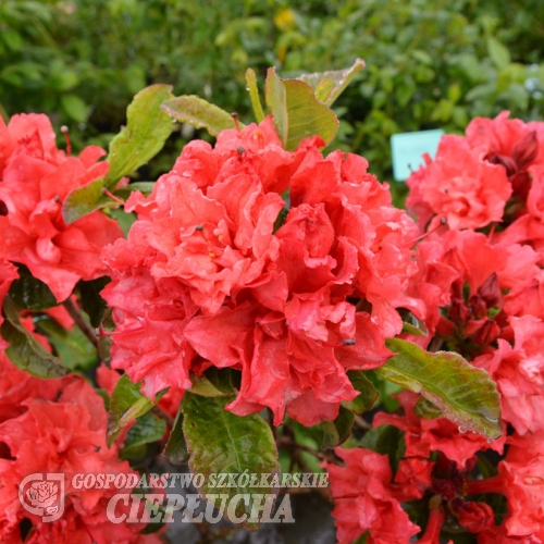 Fabiola - Азалия крупноцветковая - Fabiola - Rhododendron  (Azalea)