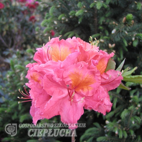 Sarina - Azalia wielkokwiatowa - Sarina - Rhododendron  (Azalea)