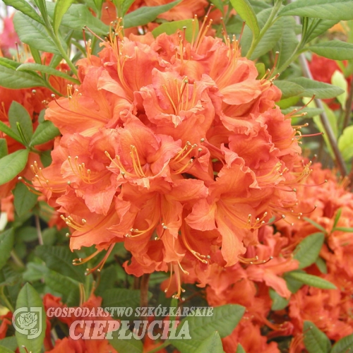 Feuerwerk - Azalee - Feuerwerk - Rhododendron (Azalea)