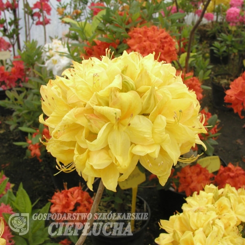 Golden Sunset - Azalia wielkokwiatowa - Golden Sunset - Rhododendron (Azalea)