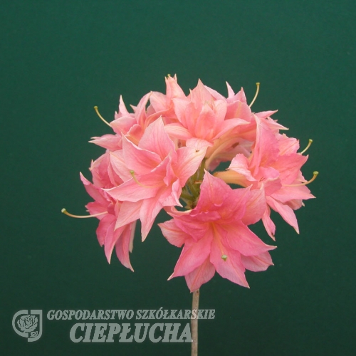 Il Tasso - Азалия крупноцветковая - Il Tasso - Rhododendron (Azalea)