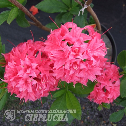 Homebush - Azalia wielkokwiatowa - Homebush - Rhododendron (Azalea)