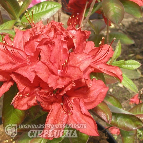 Doloroso - Azalia wielkokwiatowa - Doloroso - Rhododendron (Azalea)