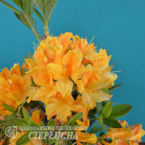 Christopher Wren - Азалия крупноцветковая - Christopher Wren - Rhododendron (Azalea)