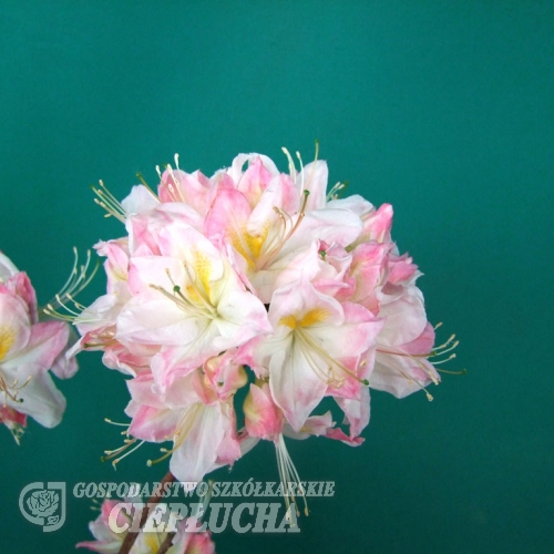 Satomi - Azalia wielkokwiatowa - Satomi - Rhododendron (Azalea)