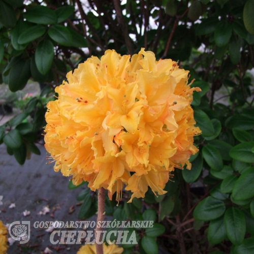 Golden Lights - Azalea - Golden Lights - Rhododendron (Azalea)