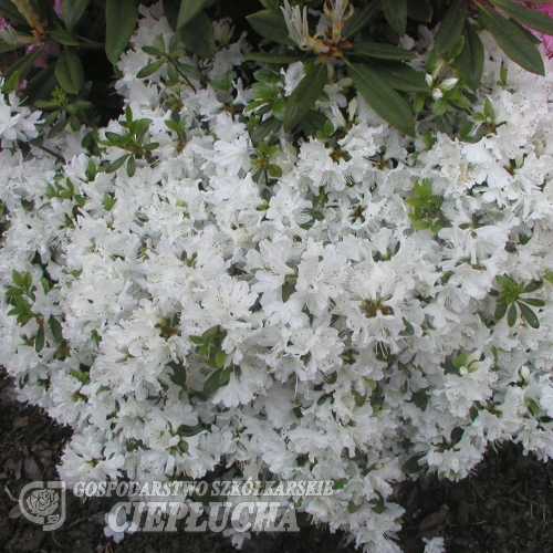 Kermesina Alba - Japanese Azalea - Kermesina Alba - Rhododendron