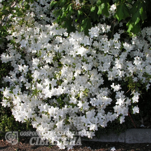 Luzi - Azalia japońska kiusianum - Luzi - Rhododendron kiusianum