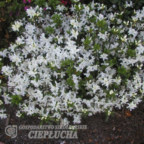 GEISHA WEISS 'Hisako' - Japanese azalea - GEISHA WEISS 'Hisako' - Rhododendron GEISHA WEISS 'Hisako'; Rhododendron 'Geisha Hisako'