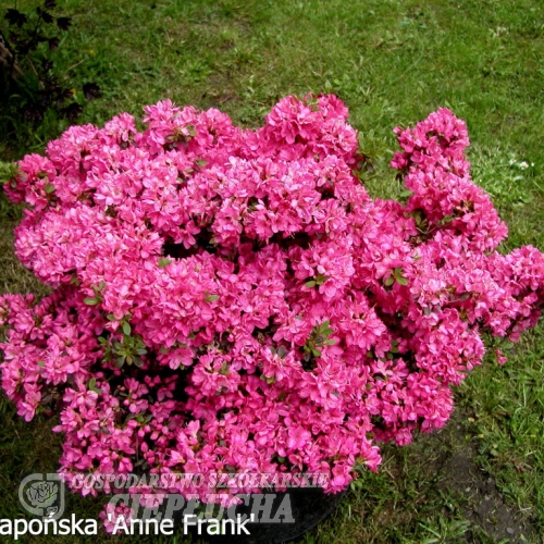 Anne Frank - Японскaя aзалия - Anne Frank - Rhododendron