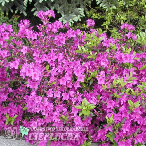 Blaue Donau - Azalia japońska - Blaue Donau - Rhododendron