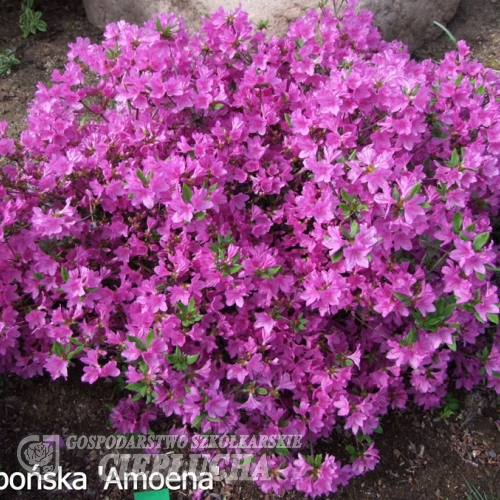 Amoena -  Japanese azalea - Amoena - Rhododendron