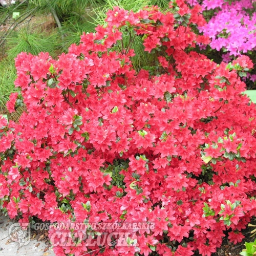 Enzett Red - Japanese azalea - Enzett Red - Rhododendron