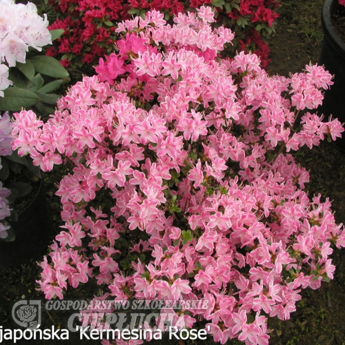 Kermesina Rosé - Azalee - Kermesina Rosé - Rhododendron